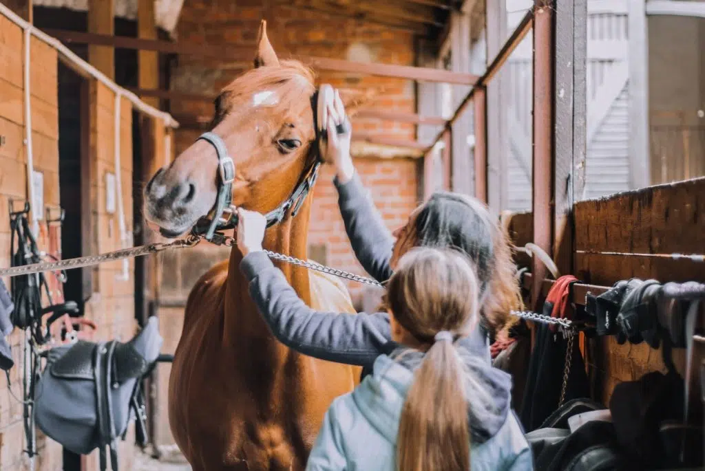 Deux femmes qui font le pansage d'un cheval dans une écurie