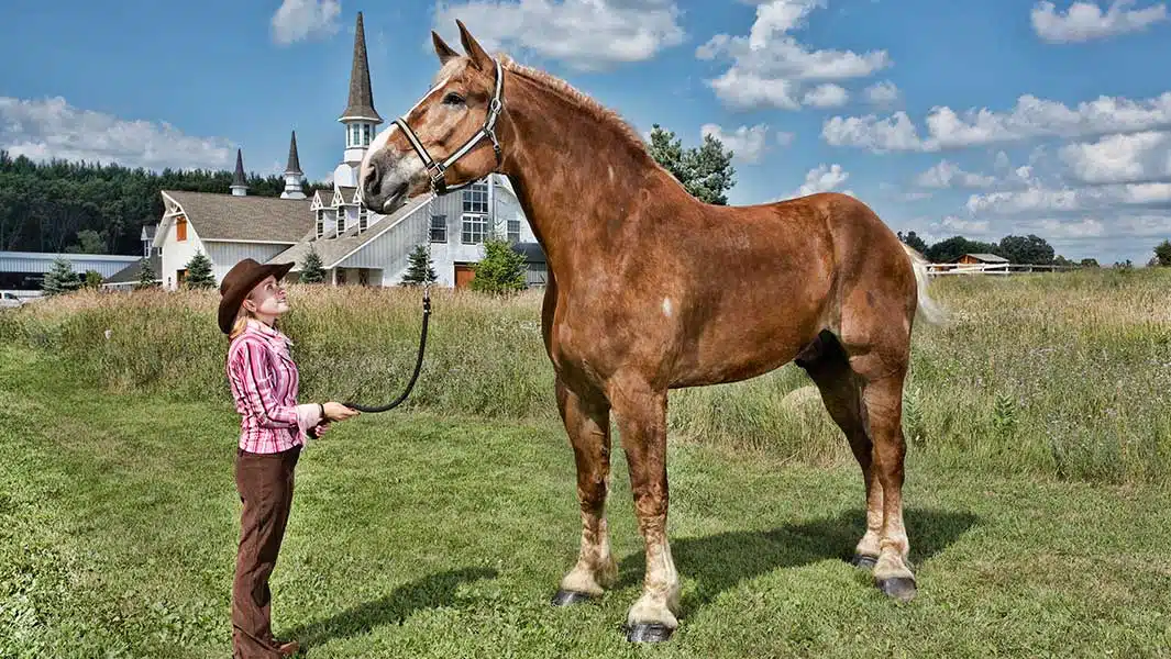 Grand cheval