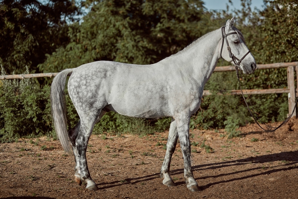 25 Couleurs De Robes De Chevaux Avec Photos Galopyr