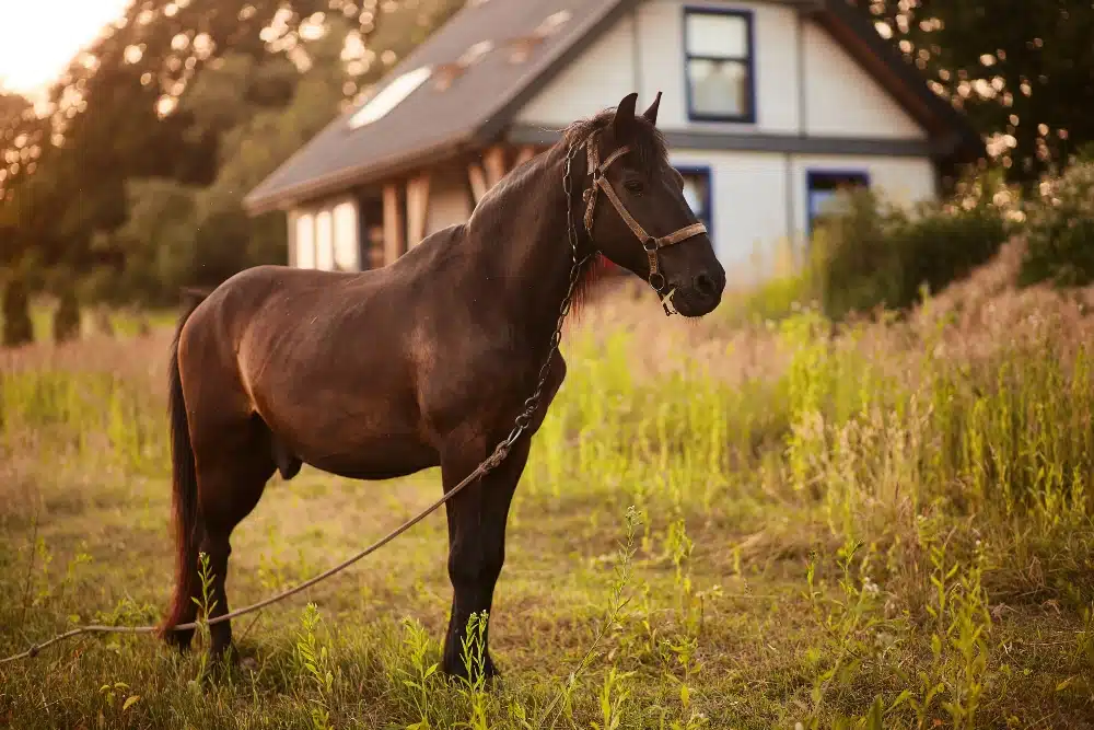 Un cheval à la robe brune