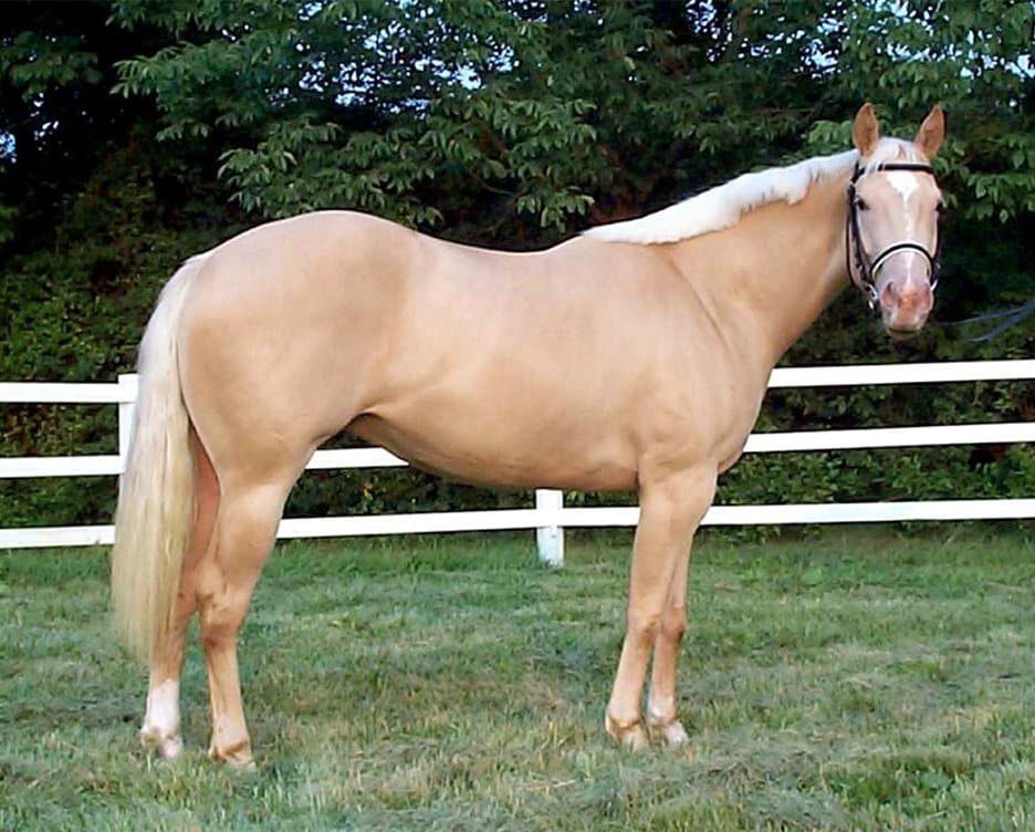 25 Couleurs De Robes De Chevaux Avec Photos Galopyr