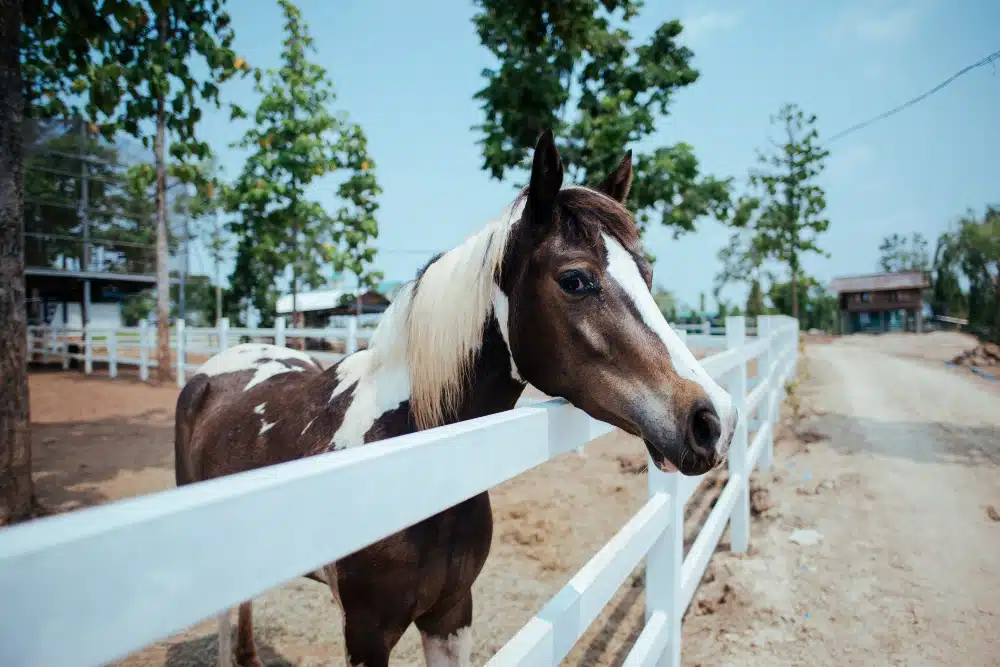 Un cheval à motifs tobiano