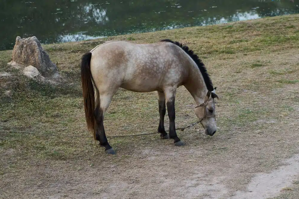 Cheval rouan