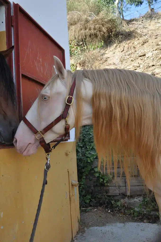 Un cheval cremello, une robe pâle et des yeux bleus