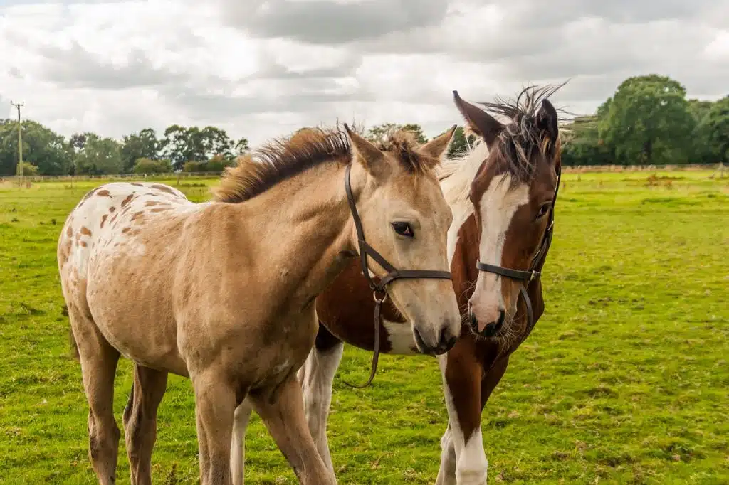 Deux poulains, à gauche un appaloosa à la couverture blanche, à droite un poulain à motifs blancs