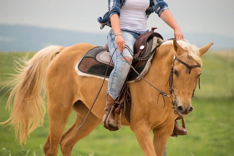 25 couleurs de robes de chevaux avec photos | Galopyr