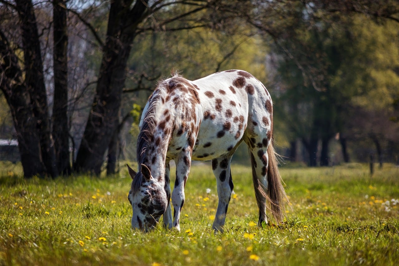 25 couleurs de robes de chevaux avec photos | Galopyr