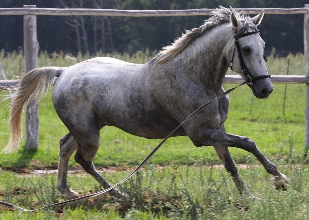 25 Couleurs De Robes De Chevaux Avec Photos Galopyr