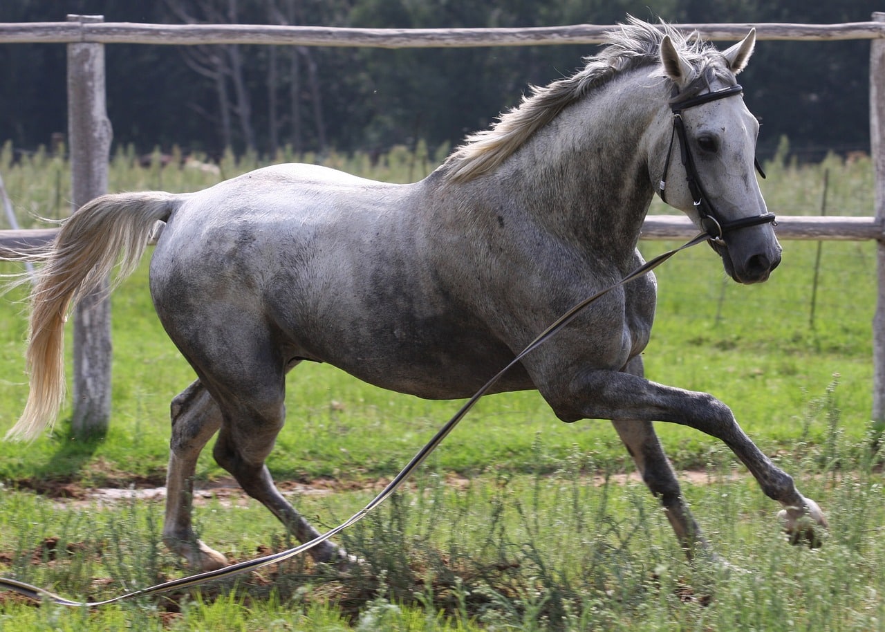 Un cheval à la robe gris pommelé