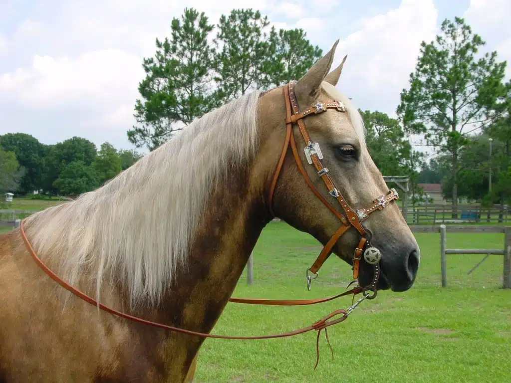 Un cheval palomino chocolat