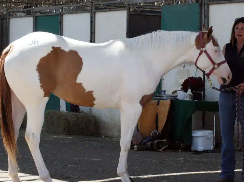Cheval à la robe tovero