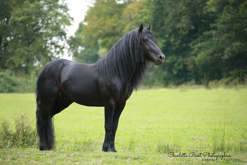 Le Mérens, ce grand poney noir robuste et polyvalent