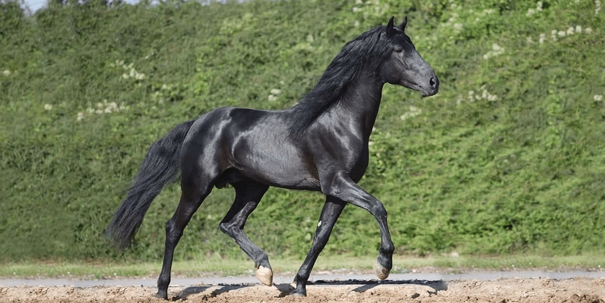 Mino Races Top 5 des races de chevaux espagnols 🌞 | Galopyr