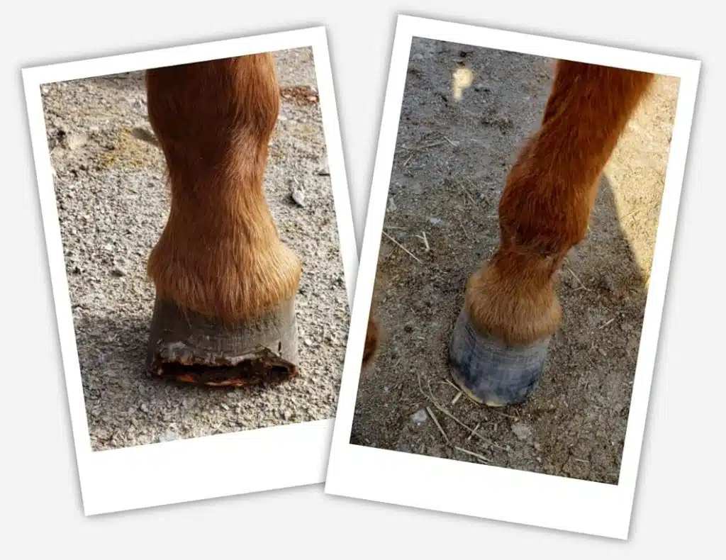 Avant et après d'un sabot de cheval très abîmé et soigné grâce à la graisse Mineral Medix