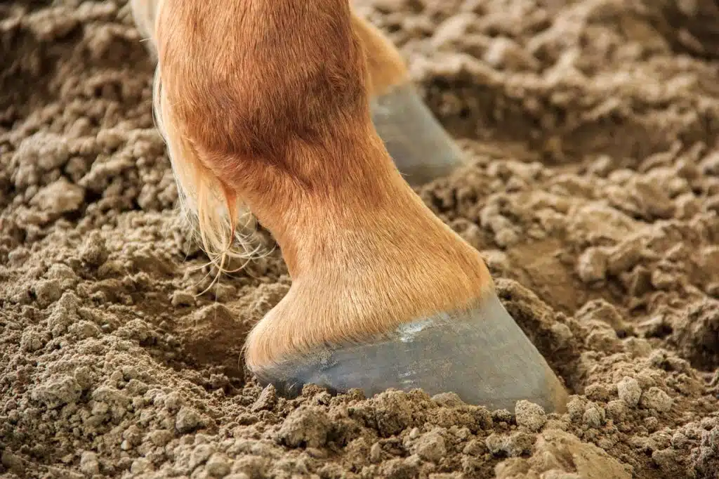 Sabot d'un cheval dans un manège