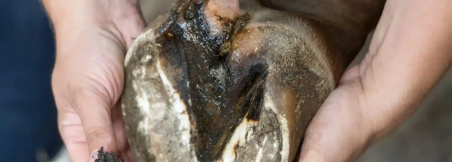 Fourchette pourrie du cheval