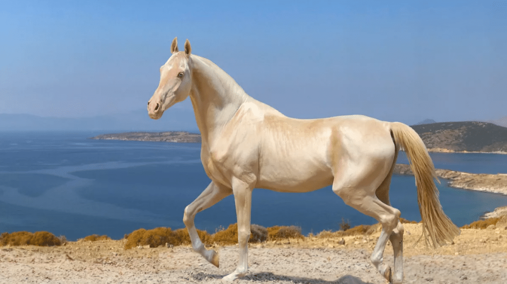 Photo d'un cheval turkmène de race Akhal-Téké