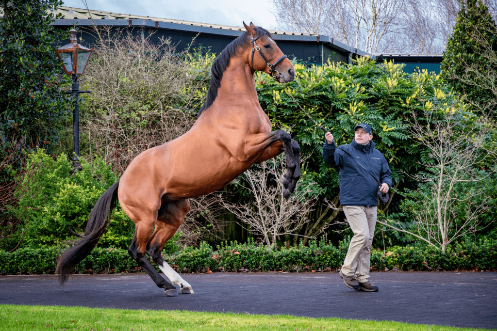 Photo d'un cheval de race Thoroughbred irlandais debout sur ses jambes arrières. Un éleveur le tient par la bride.