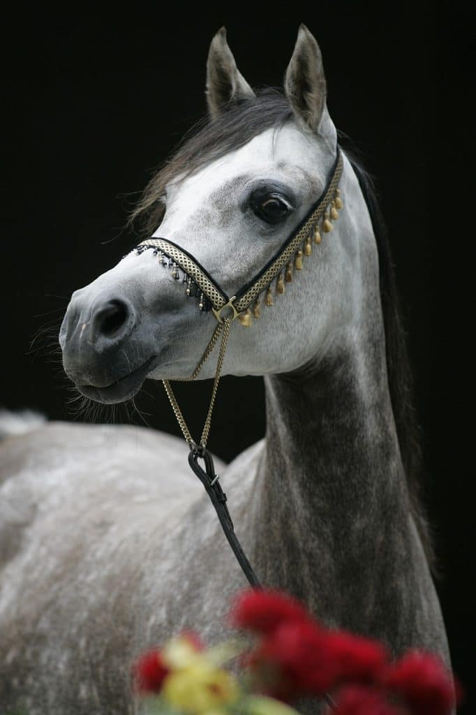 Cheval de race Arabe