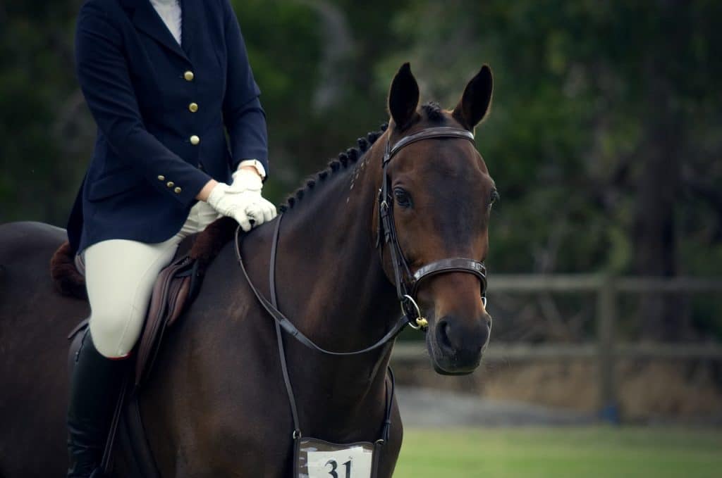 Cheval de race Standardbred monté par une cavalière